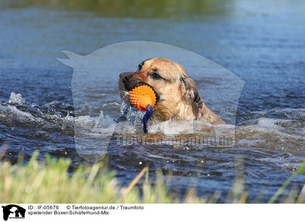 spielender Boxer-Schferhund-Mix / playing mongrel / IF-05676