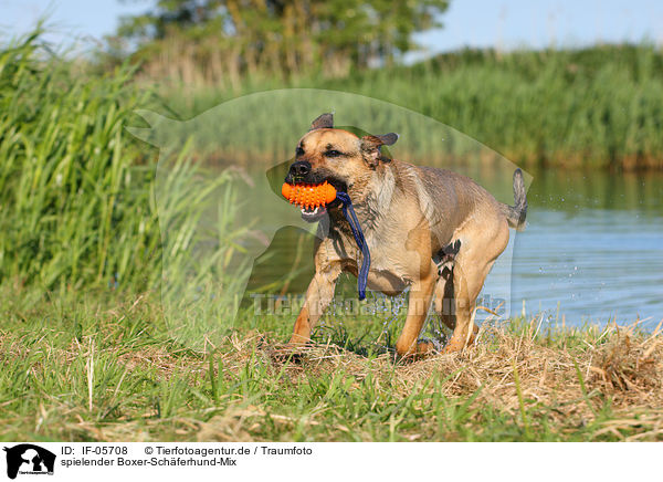 spielender Boxer-Schferhund-Mix / playing mongrel / IF-05708