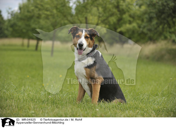 Appenzeller-Sennenhund-Mischling / MR-04925