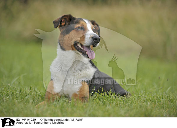 Appenzeller-Sennenhund-Mischling / MR-04929