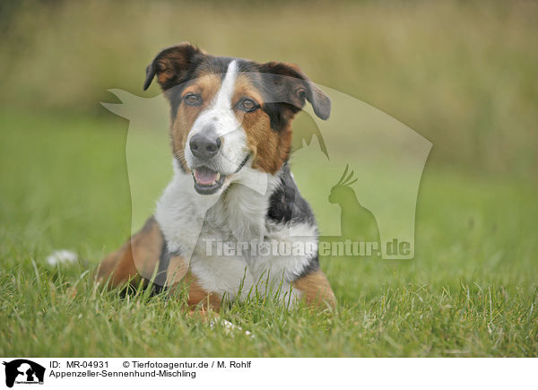 Appenzeller-Sennenhund-Mischling / Appenzell-Mountain-Dog-Mongrel / MR-04931