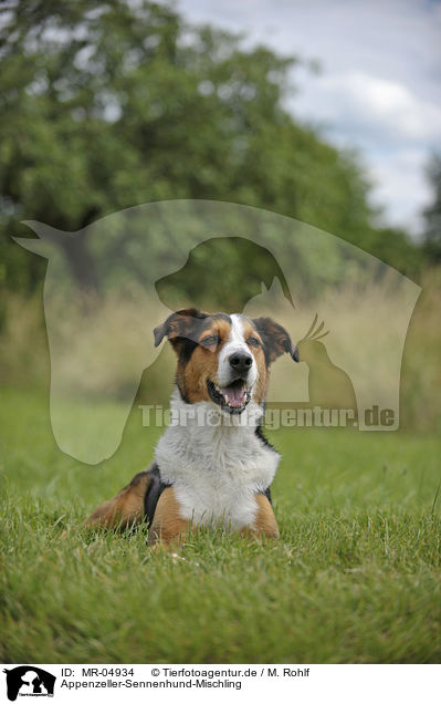 Appenzeller-Sennenhund-Mischling / Appenzell-Mountain-Dog-Mongrel / MR-04934