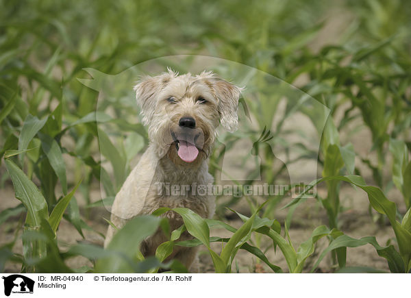 Mischling / mongrel / MR-04940