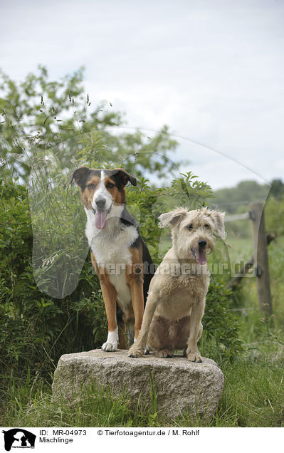 Mischlinge / mongrels / MR-04973