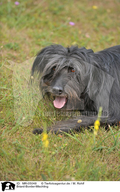 Briard-Border-Mischling / Briard-Border-Mongrel / MR-05048