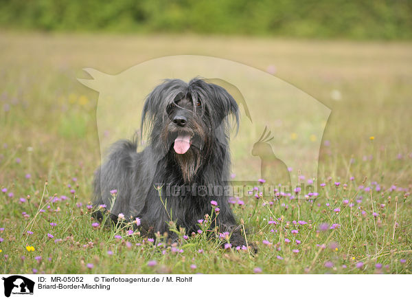 Briard-Border-Mischling / Briard-Border-Mongrel / MR-05052