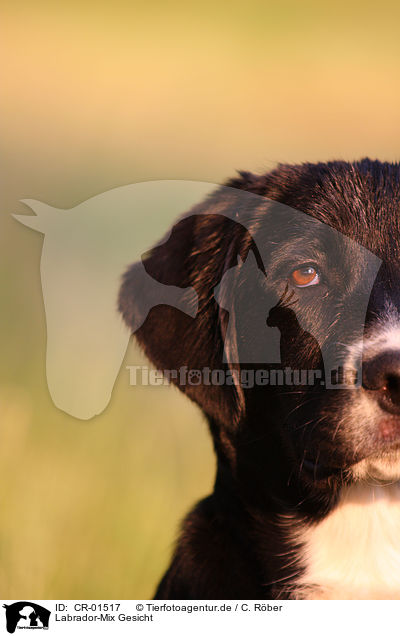 Labrador-Mix Gesicht / mongrel face / CR-01517