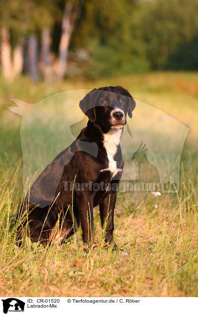 Labrador-Mix / mongrel / CR-01520