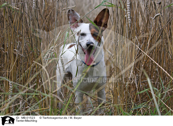 Terrier-Mischling / mongrel / MB-01523
