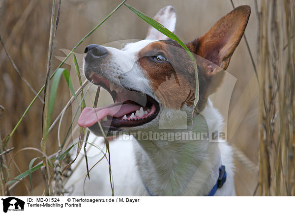 Terrier-Mischling Portrait / mongrel portrait / MB-01524