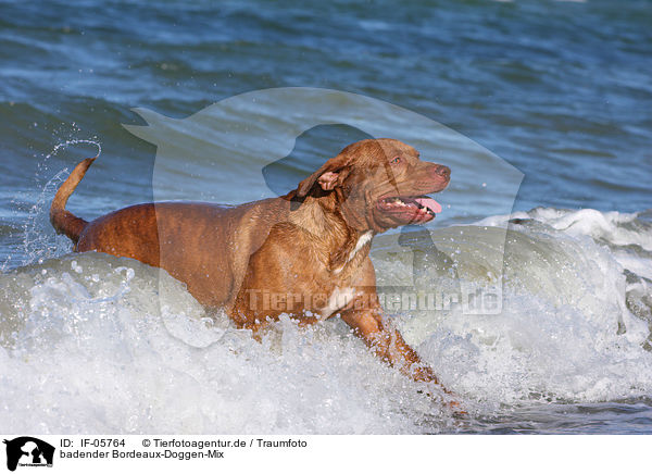 badender Bordeaux-Doggen-Mix / bathing mongrel / IF-05764