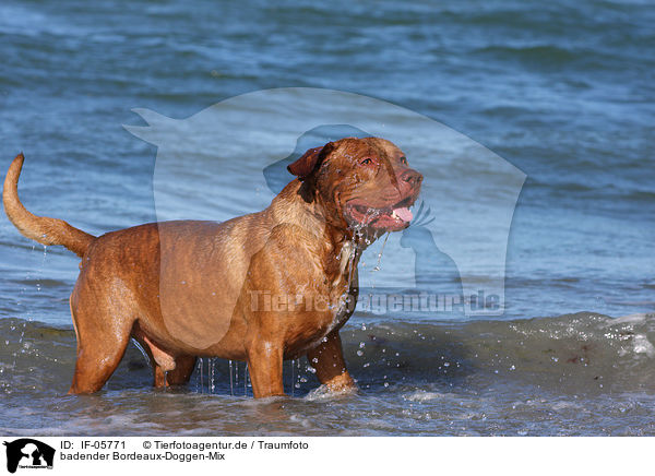 badender Bordeaux-Doggen-Mix / bathing mongrel / IF-05771