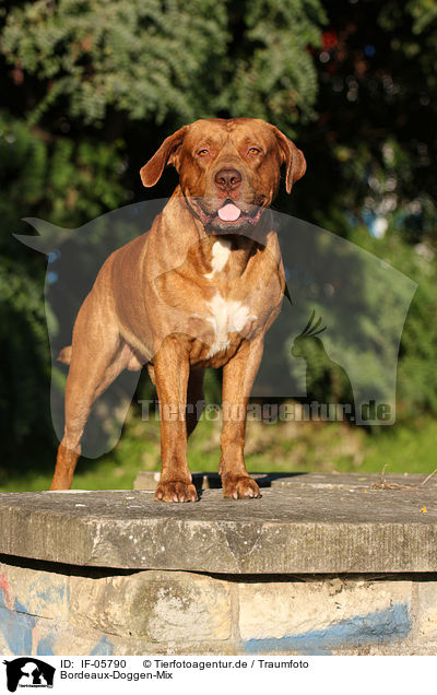 Bordeaux-Doggen-Mix / mongrel / IF-05790
