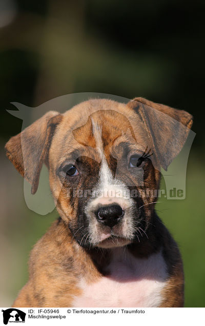 Mischlingswelpe / mongrel puppy / IF-05946