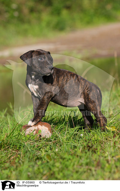 Mischlingswelpe / mongrel puppy / IF-05960