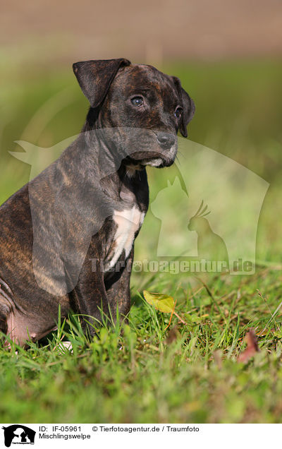 Mischlingswelpe / mongrel puppy / IF-05961