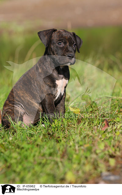 Mischlingswelpe / mongrel puppy / IF-05962