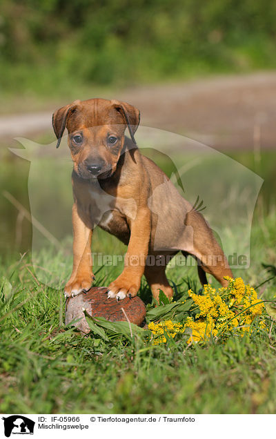 Mischlingswelpe / mongrel puppy / IF-05966