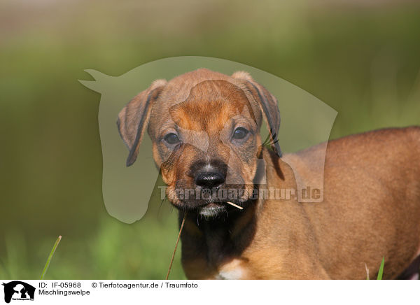 Mischlingswelpe / mongrel puppy / IF-05968