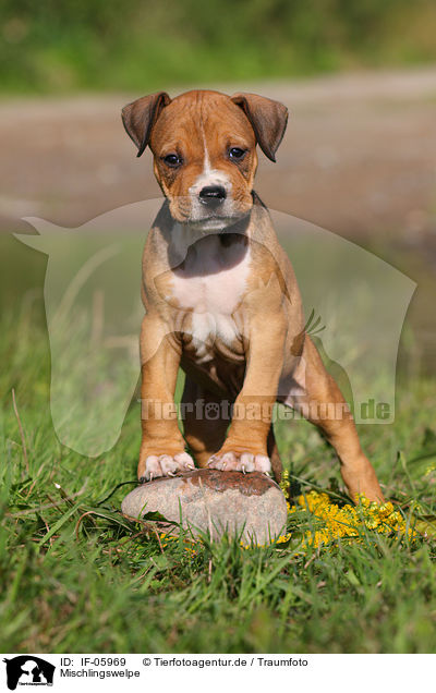 Mischlingswelpe / mongrel puppy / IF-05969