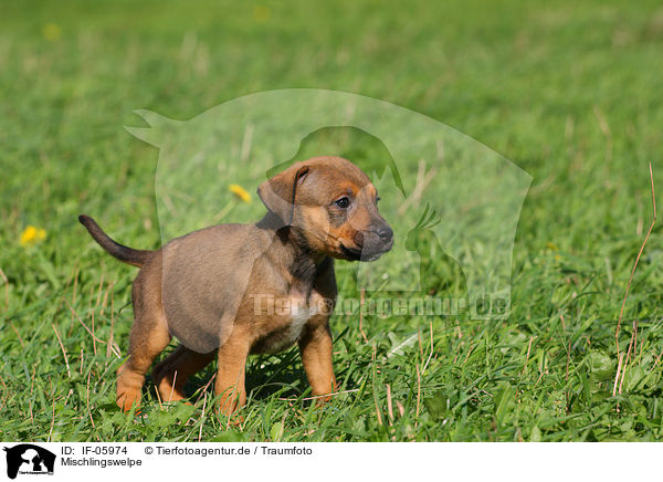 Mischlingswelpe / mongrel puppy / IF-05974