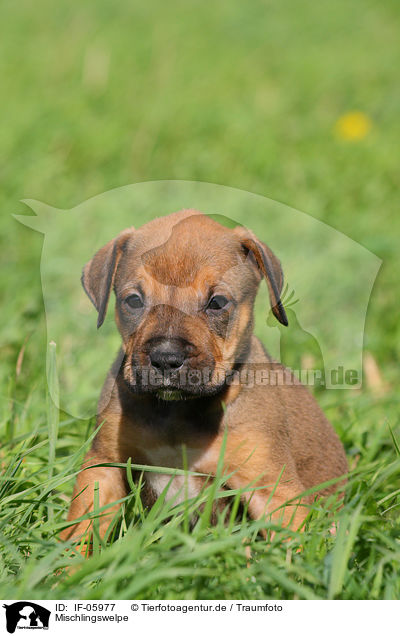Mischlingswelpe / mongrel puppy / IF-05977