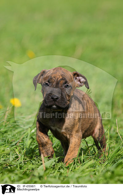 Mischlingswelpe / mongrel puppy / IF-05981