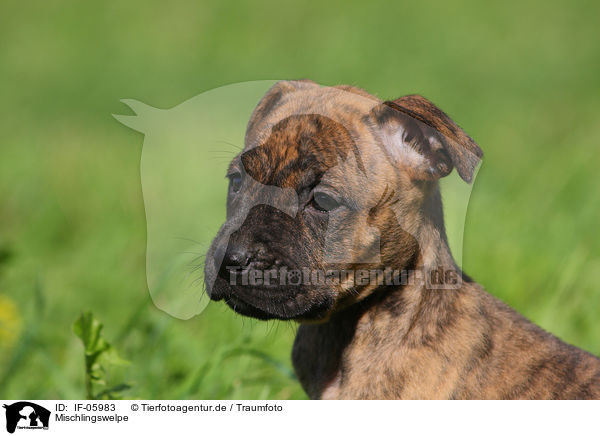 Mischlingswelpe / mongrel puppy / IF-05983