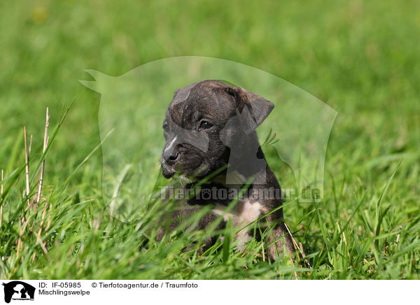 Mischlingswelpe / mongrel puppy / IF-05985