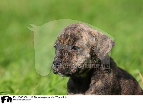 Mischlingswelpe / mongrel puppy / IF-05986