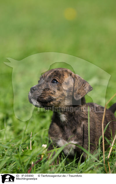 Mischlingswelpe / mongrel puppy / IF-05990