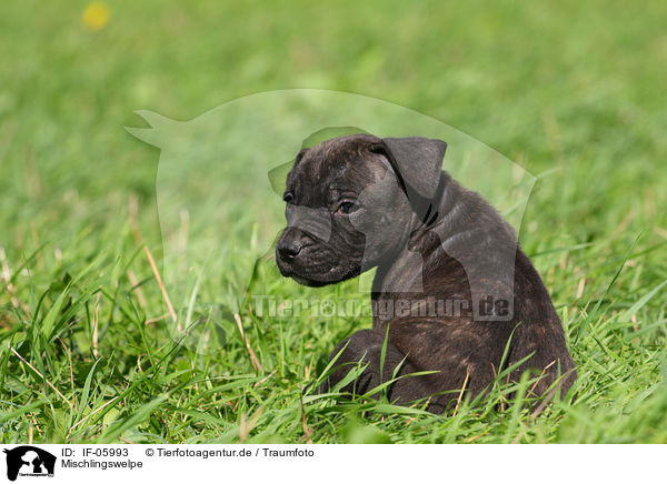 Mischlingswelpe / mongrel puppy / IF-05993