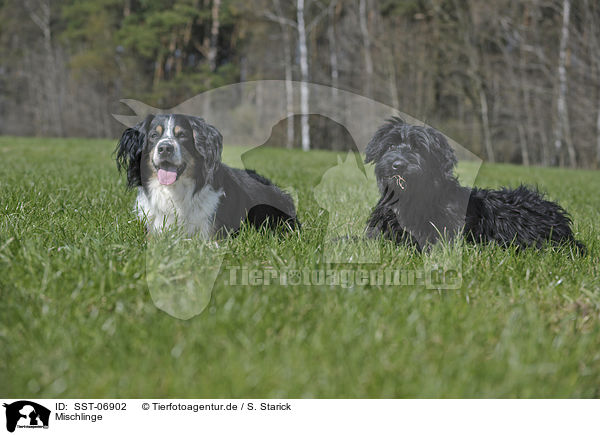 Mischlinge / mongrels / SST-06902