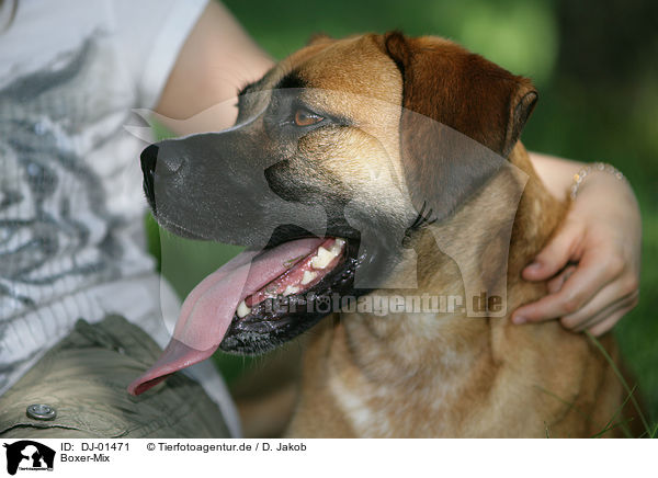 Boxer-Mix / mongrel / DJ-01471