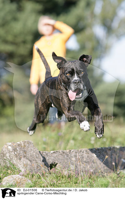 springender Cane-Corso-Mischling / DJ-01506