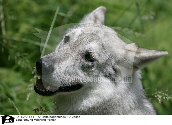 Schferhund-Mischling Portrait / mongrel portrait / DJ-01841