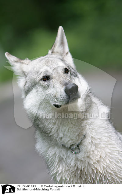 Schferhund-Mischling Portrait / mongrel portrait / DJ-01842