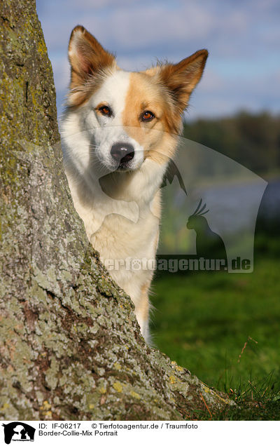 Border-Collie-Mix Portrait / IF-06217