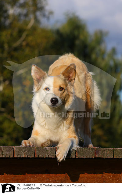 Border-Collie-Mix / mongrel / IF-06219