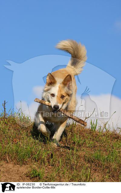 spielender Border-Collie-Mix / playing mongrel / IF-06230