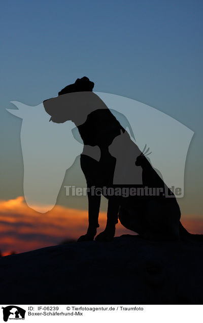 Boxer-Schferhund-Mix / mongrel / IF-06239