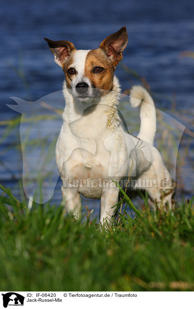 Jack-Russel-Mix / mongrel / IF-06420