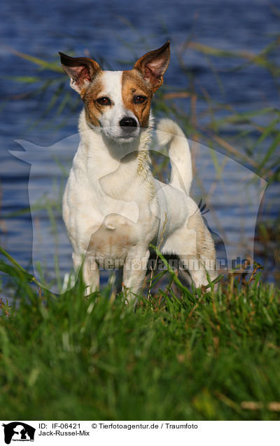 Jack-Russel-Mix / mongrel / IF-06421