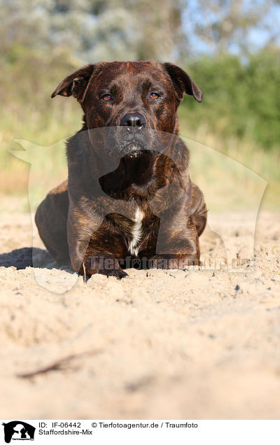 Staffordshire-Mix / mongrel / IF-06442