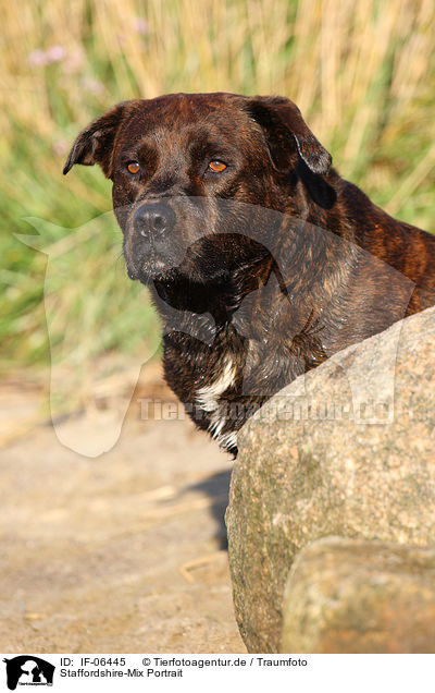 Staffordshire-Mix Portrait / mongrel Portrait / IF-06445