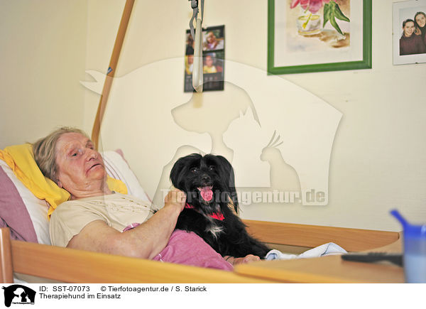 Therapiehund im Einsatz / therapy dog at work / SST-07073
