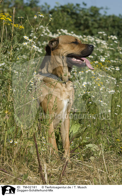 Doggen-Schferhund-Mix / mongrel / TM-02181