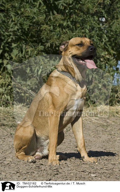 Doggen-Schferhund-Mix / mongrel / TM-02182