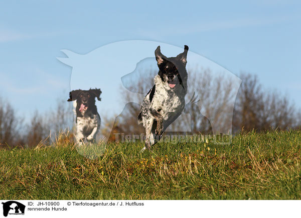 rennende Hunde / running dogs / JH-10900