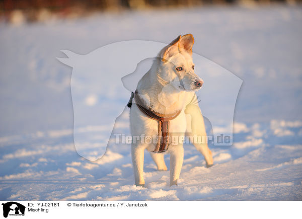 Mischling / mongrel / YJ-02181